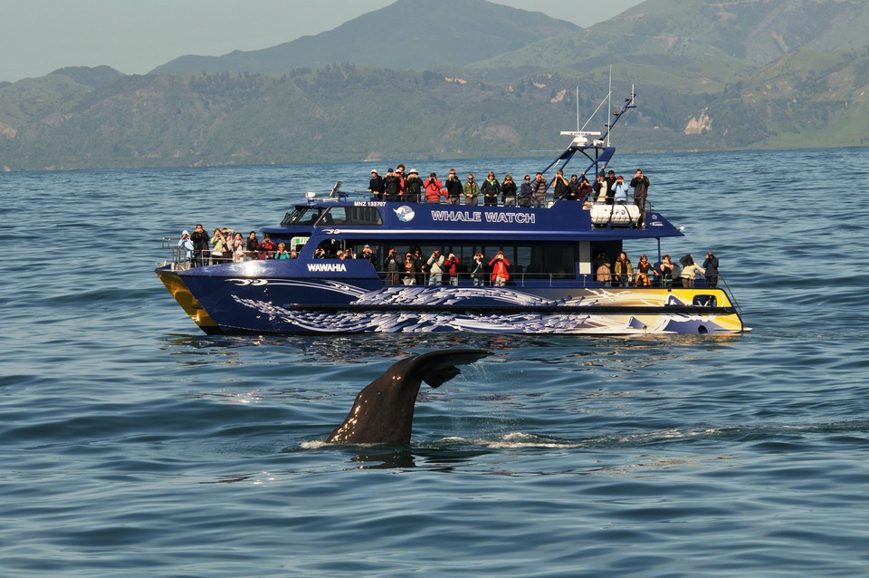 카이코우라의 고래 관찰 투어. 사진=Whale Watch Kaikoura
