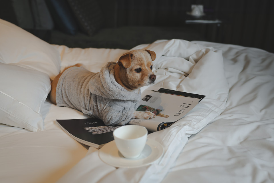 콘래드 서울이 반려견 맞춤 패키지 '펫 메종'을 선보였다.l 사진=콘래드 서울