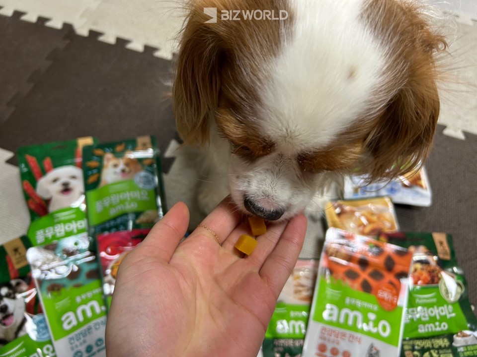 9살 카발리에 킹찰스 스파니엘이 풀무원아미오 두부너겟을 먹는 모습. 사진=김선주 기자