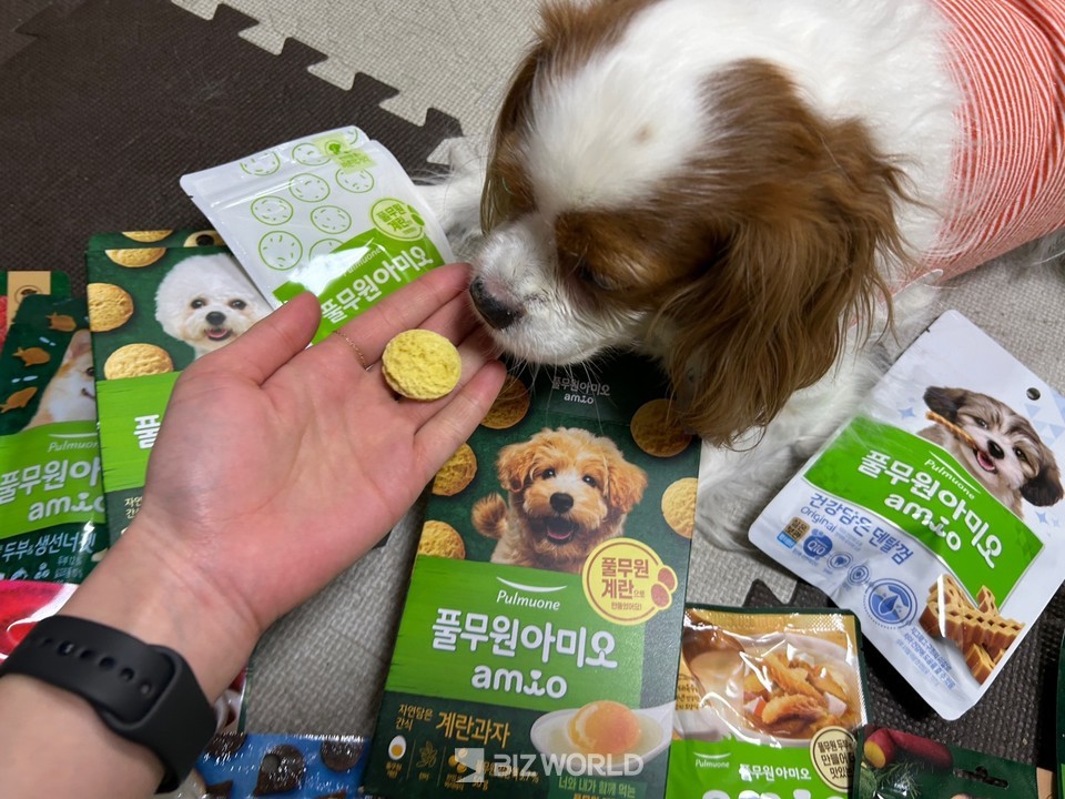9살 카발리에 킹찰스 스파니엘이 두부과자에 관심을 보이며 냄새를 맡는 모습. 두부과자가 계란과자보다 색이 뽀얗다. 사진 기준으로 손의 왼쪽 포장에 있는 것이 두부과자, 손의 오른쪽 포장에 있는 것이 계란과자의 모습이다. 사진=김선주 기자