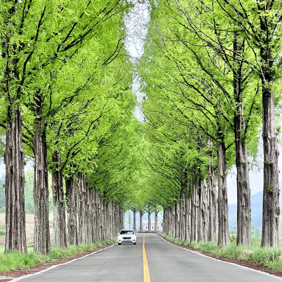 4월이면 연녹색으로 물들을 메타세콰이어 길. 사진=순창발효관광재단