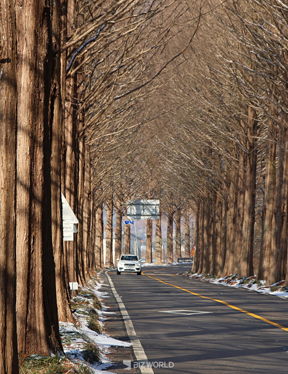 낙엽이 모두 떨어진 메타세콰이어 길도 매력적이다. 사진=손진석 기자