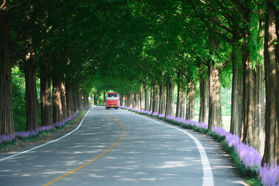 여름의 메타세콰어길은 짙은 녹색의 잎들이 터널을 만들어 영화속 한장면을 만들어 준다. 사진=순창발효관광재단