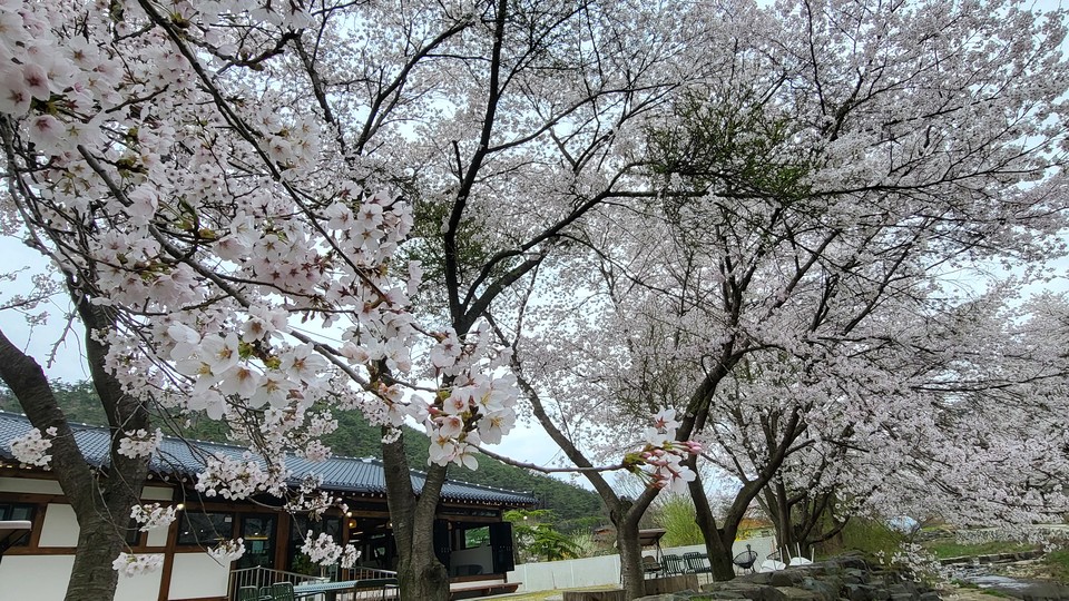 벚꽃이 필무렵 카페 가온의 뒷마당. 사진=카페 가온