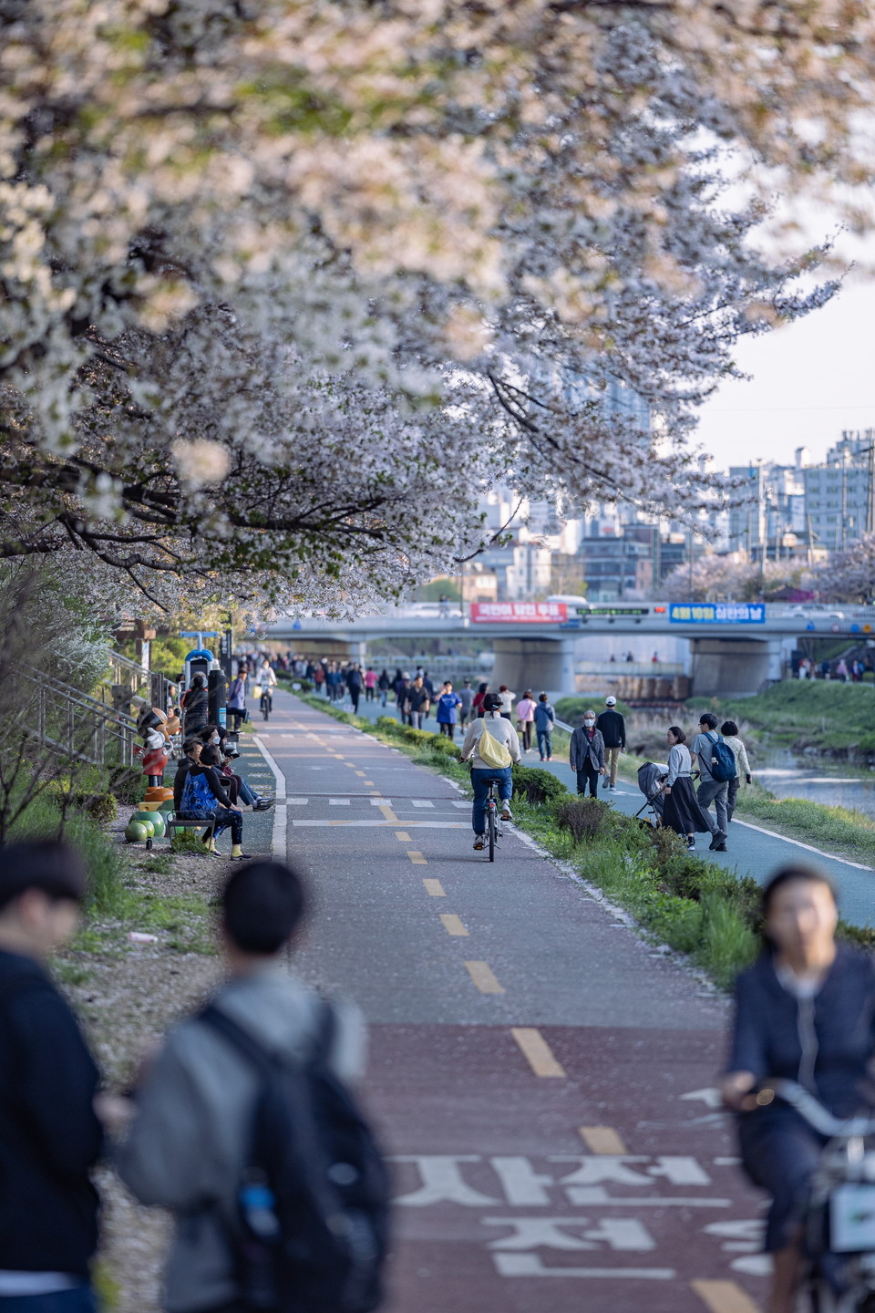 불광천 벚꽃풍경. 사진=서울관광재단