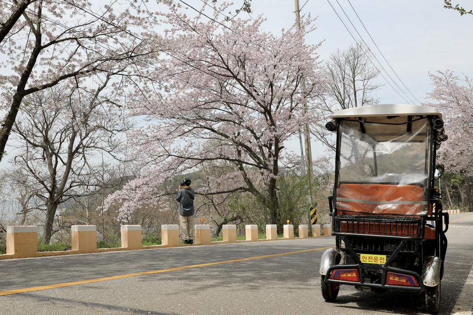 신도벚꽃길. 사진=한국관광공사