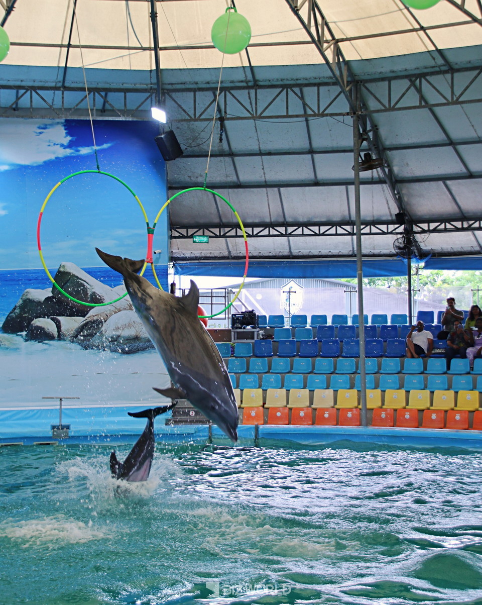 돌고래가 높이 달린 훌라후프를 점프해해 통과하고 있다. 사진=손진석 기자