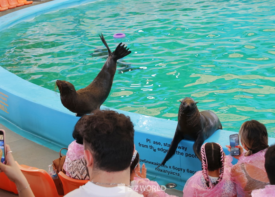 돌고래 쇼의 오픈 공연인 물개쇼 중 물개가 공연석 앞에서 박수를 유도하고 있다. 사진=손진석 기자