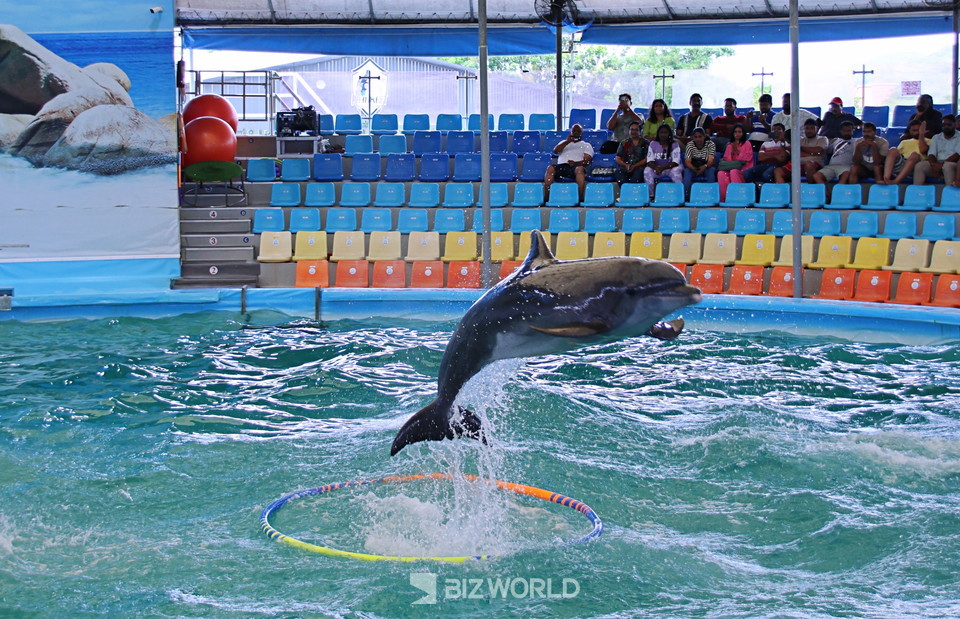 돌고래가 훌라후프 중앙을 통과해 점프를 하고 있다. 사진=손진석 기자