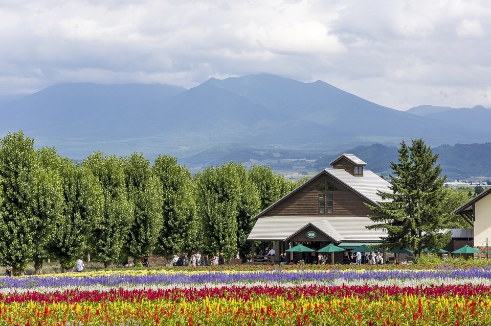 일본 홋카이도 후라노에 위치한 '팜 도미타(Farm Tomita)'. 사진=하나투어