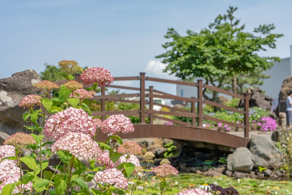 송당동화마을 수국이 탐스럽다. 사진=제주관광공사