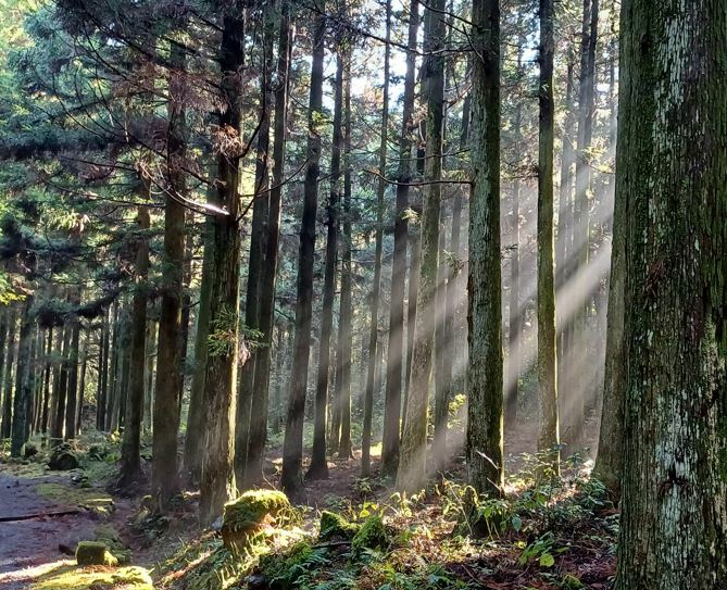 한남사려니오름숲. 사진=제주관광공사