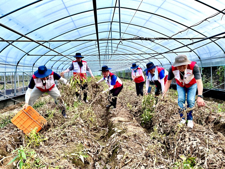 수해 복구 활동에 나선 희망브리지 자원봉사자들이 경남 산청군의 침수 농가에서 고사한 작물을 정리하며 피해 복구에 힘쓰고 있다. 사진=희망브리지