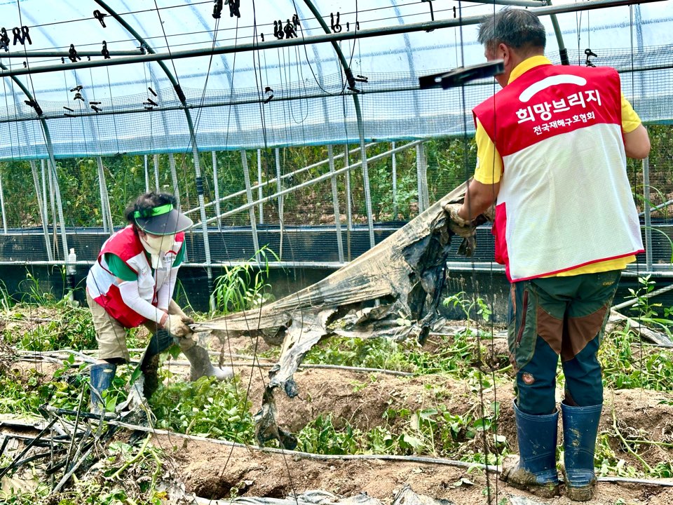 희망브리지 자원봉사자들이 경남 산청군 수해 피해 농가의 비닐하우스 내부에서 침수 잔해물을 제거하고 있다. 사진=희망브리지
