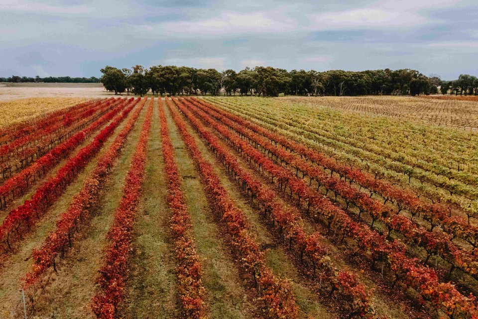 호주 빅토리아 루더글랜 지역 다크 사이드 오브 와인을 생산하는 포도밭. 사진=호주관광청