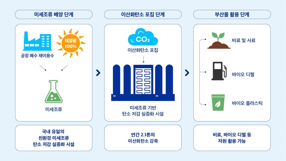 한국필립모리스 양산 공장의 친환경 탄소저감 실증화 시설 미세조류 배양 과정 인포그래픽. 사진=한국필립모리스