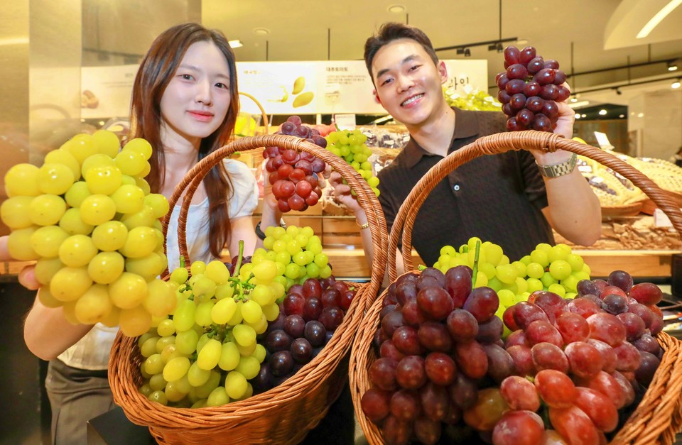 13일 오전, 경기도 성남시 분당구에 위치한 현대백화점 판교점 지하 1층 식품관에서 직원들이 신품종 포도 '글로리스타'와 '레드클라렛', '골드스위트'를 소개하고 있다. 사진=현대백화점