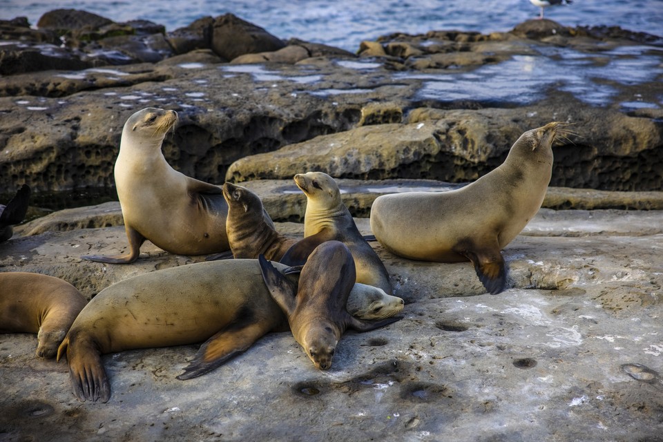 샌디에이고 바다사자. 사진=캘리포니아관광청