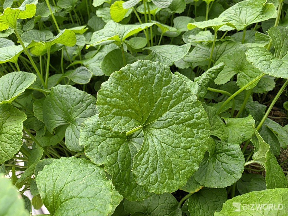 자이언트 병풀. 사진=이효정 기자