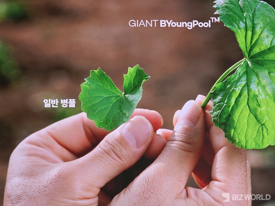 일반 병풀과 자이언트 병풀 비교 이미지. 사진=리만코리아 PT 화면 촬영