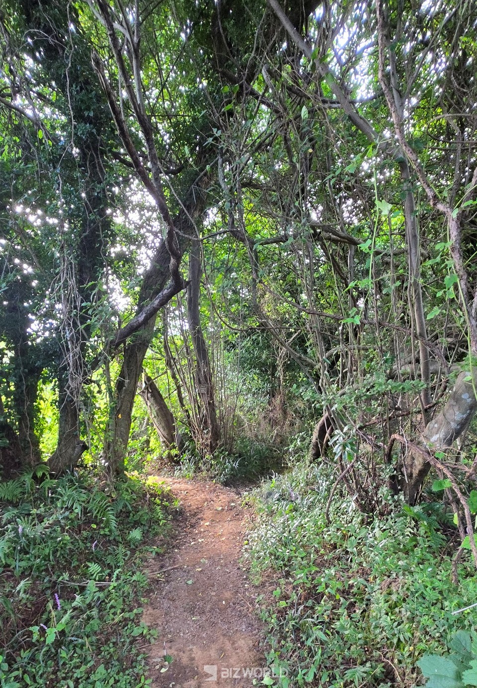 머체왓숲길 코스에서 만난 풍경. 제주=손진석 기자