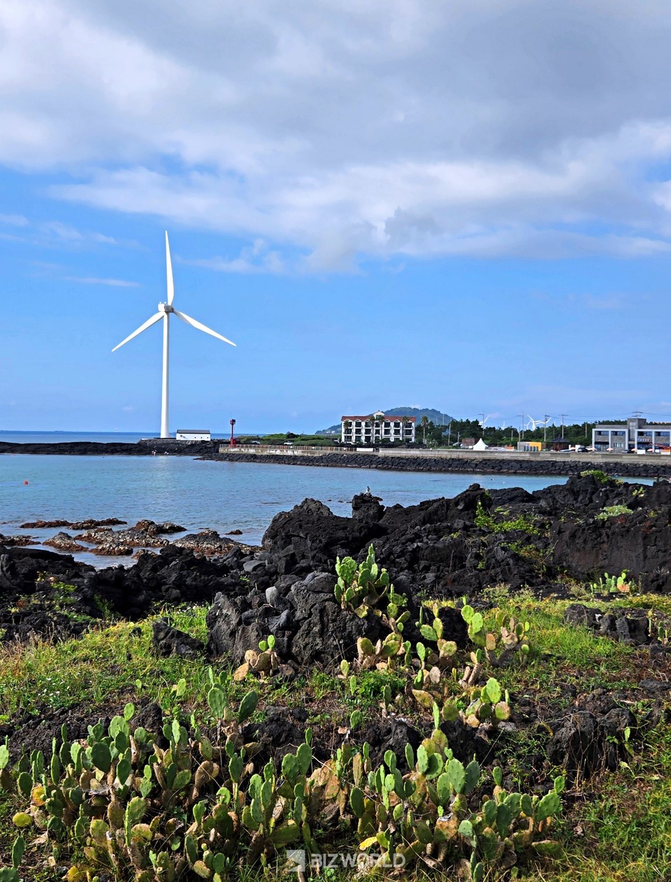 야생 선인장 군락지. 제주=손진석 기자