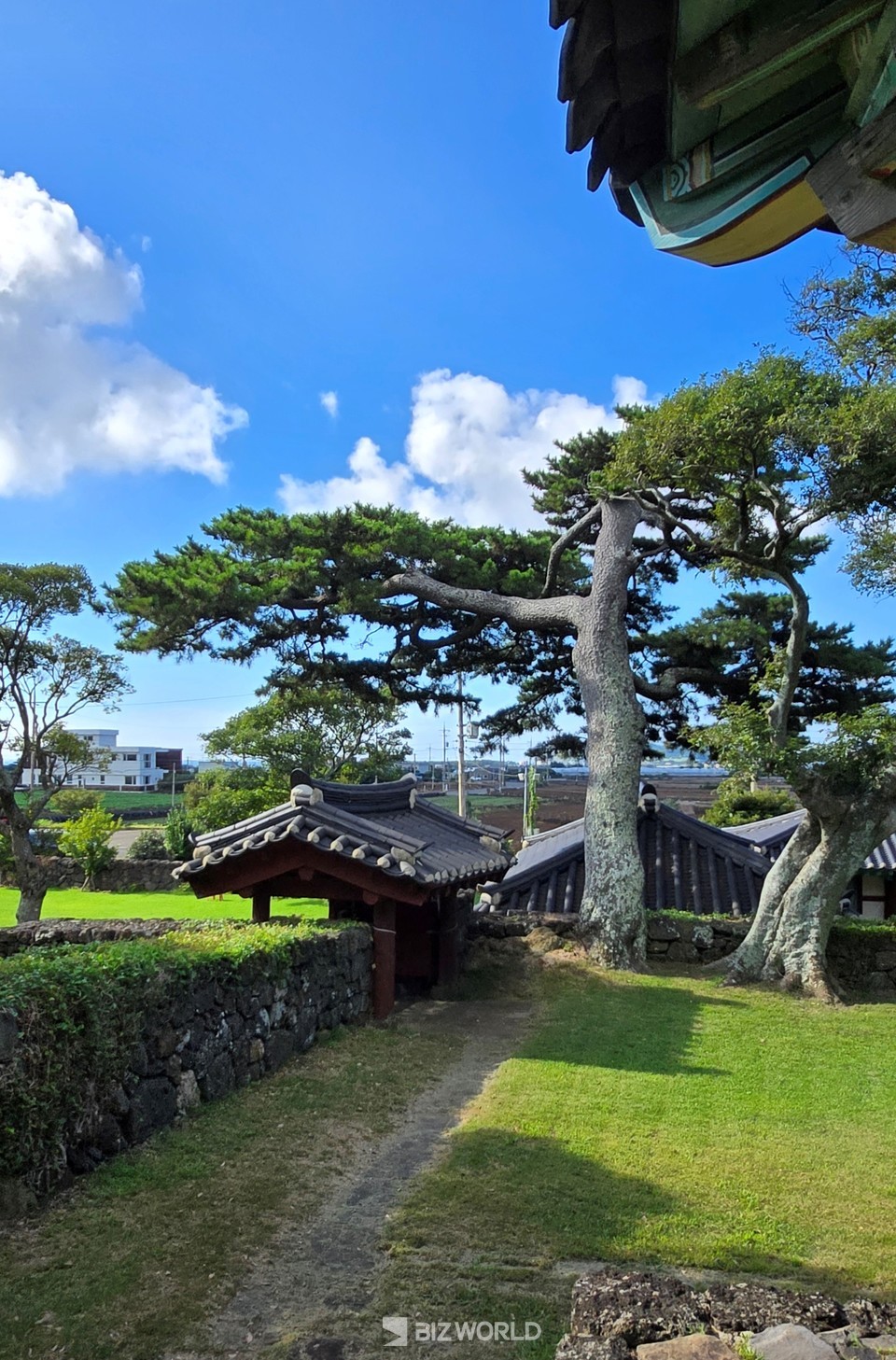 대정향교에 우뚝서 있는 세한도 속 소나무. 제주=손진석 기자