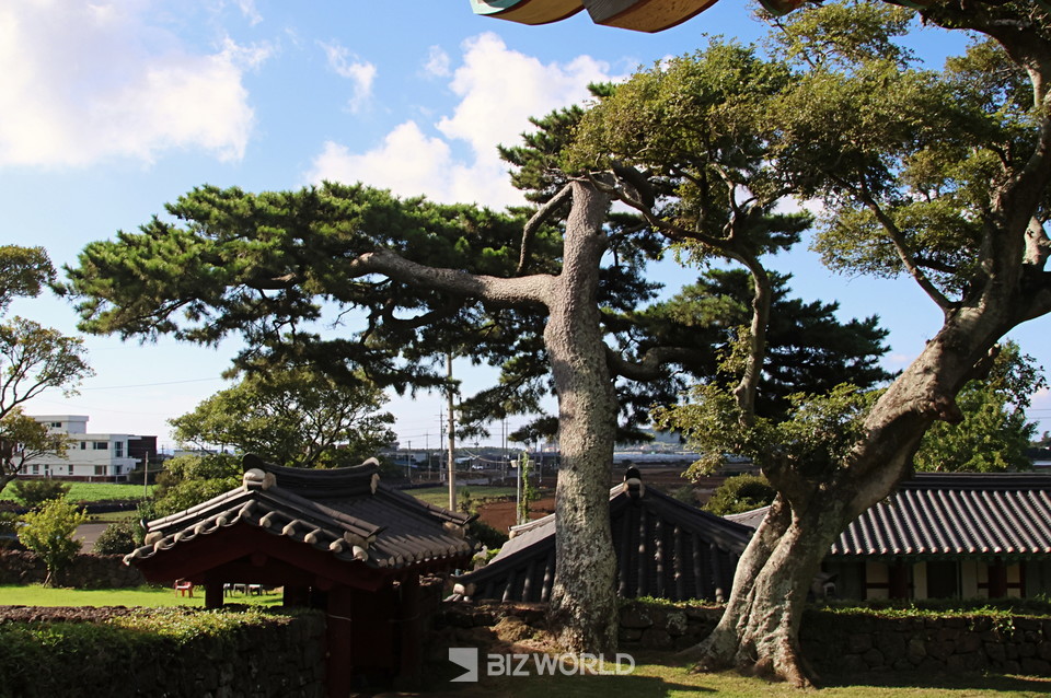 세한도 속의 소나무와 같은 가지 모양을 볼 수 있다. 제주=손진석 기자