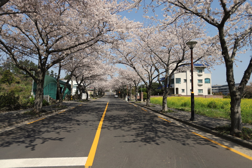 예래 벚꽃길에 꽃이 만발하다. 사진=이채현