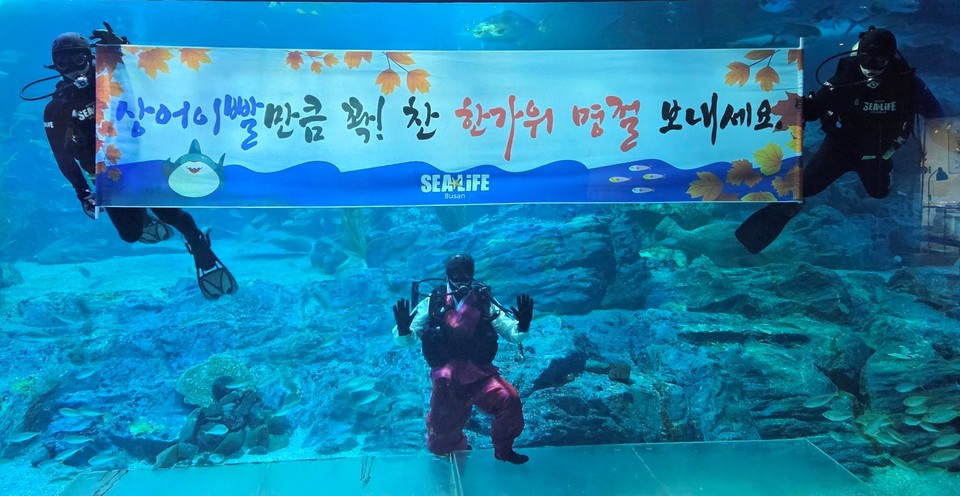 씨라이프 부산 아쿠아리움이 추석 맞이 이색 현장 이벤트'를 진행한다. 사진=씨라이프 부산 아쿠아리움