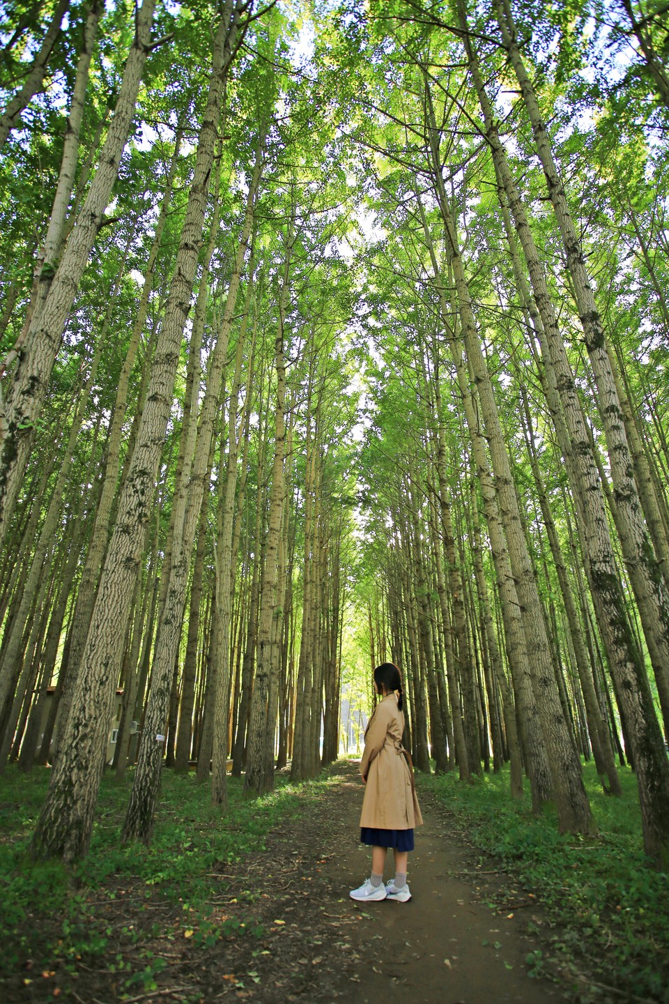 도리마을 은행나무숲. 사진=한국관광공사
