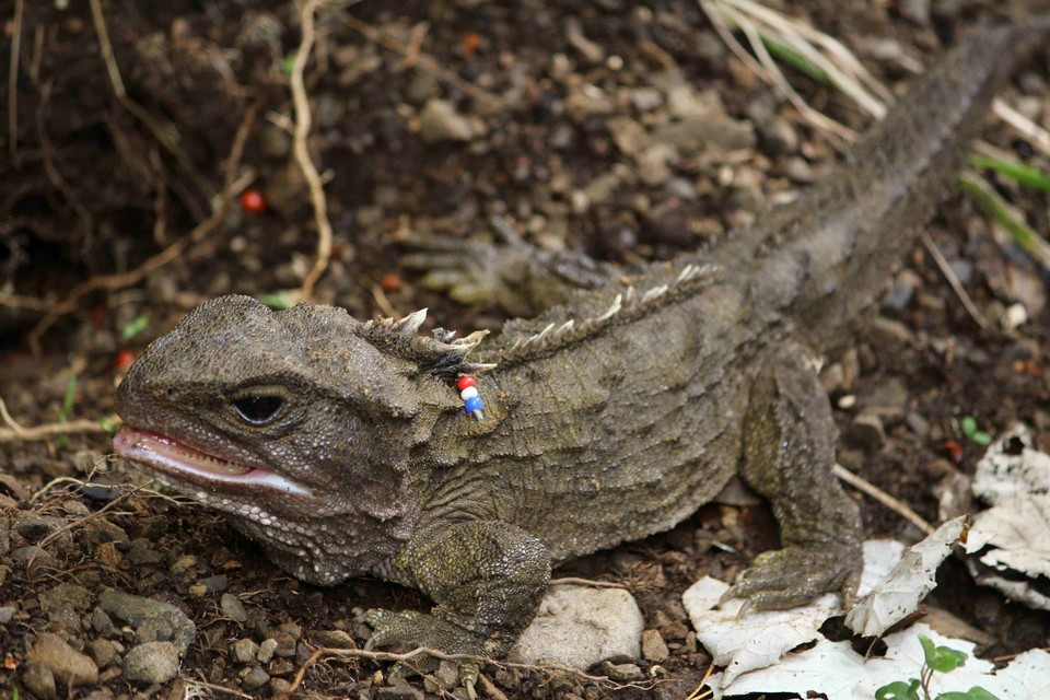 질랜디아 투아타라. 사진=Forest&Bird