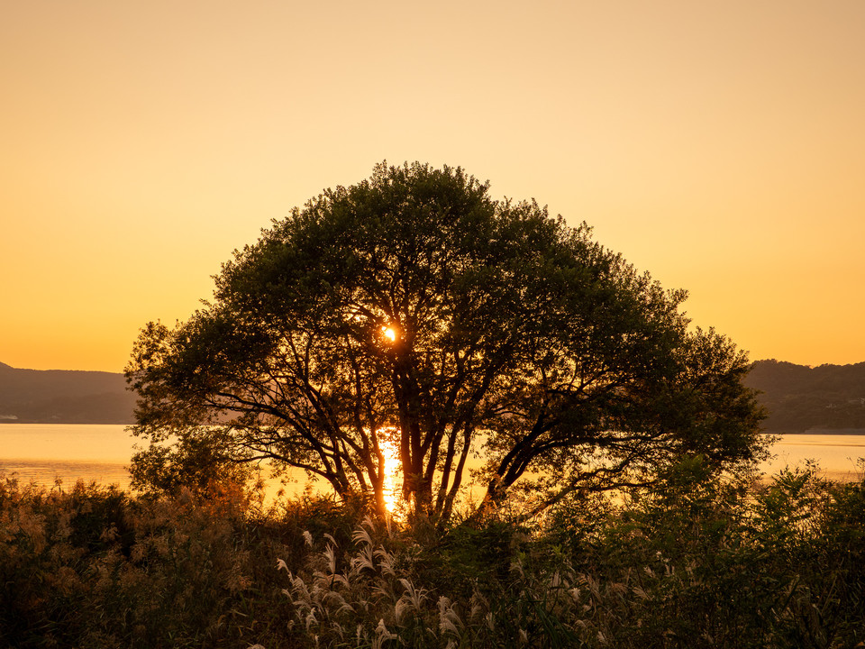 예당호전망대 에서 바라본 일몰 무렵 황금빛으로 물드는 호숫가 황금나무. 사진=한국관광공사