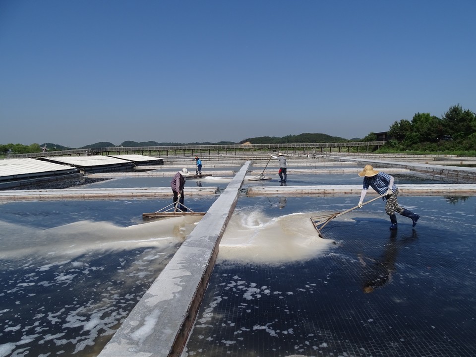 인천시(시장 유정복) 인천대공원사업소는 11월 3일부터 7일까지 소래습지생태공원 염전에서 직접 생산한 천일염을 인천 8개 군·구에 약 1t(톤)씩, 총 8t을 지원했다고 밝혔다. 사진=인천시 