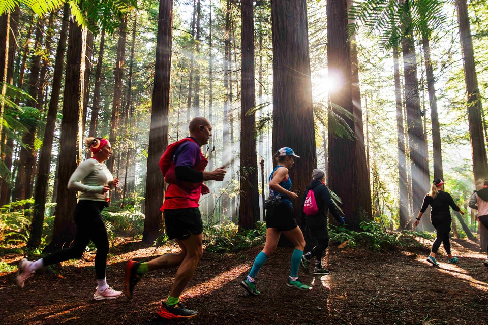 울창한 레드우드 숲을 달리는 모습. 사진=Run The Forest, Rotorua