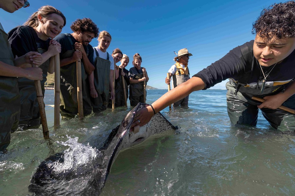 기즈번에서 즐기는 다이브 타타포우리 체험. 사진=Miles Holden
