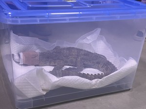 여주시, 도심 하천에 샴악어…불법 유통·유기 가능성 조사